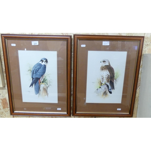 1577 - Pair of Framed Ornithological Studies Hobby & Buzzard