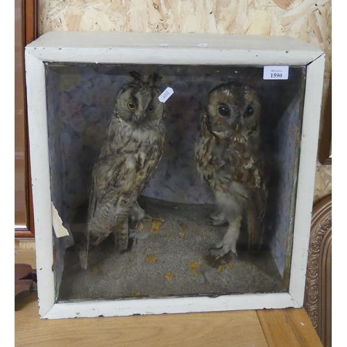 1590 - Case Containing Two Tawny Owls.