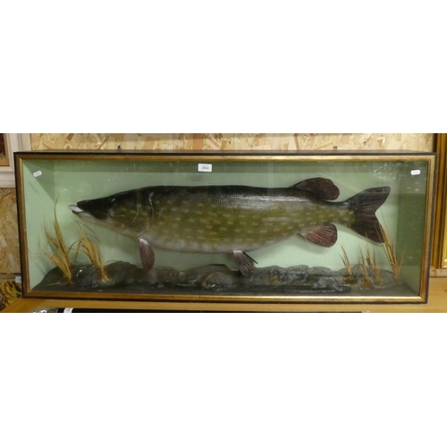 2014 - Large Cased Specimen Pike - approx 121cm across.