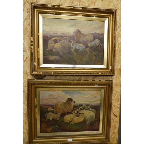 2031 - Pair of Framed Oil Paintings - Sheep Studies, approx 55 x 40cm.