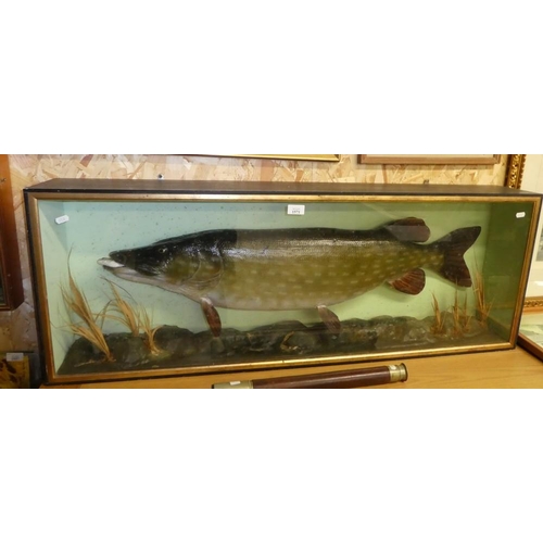 1571 - Large Cased Specimen Pike - approx 121cm across.