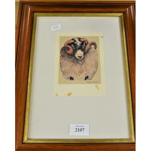 2107 - Framed Print of a Ram - 9 x 11cms