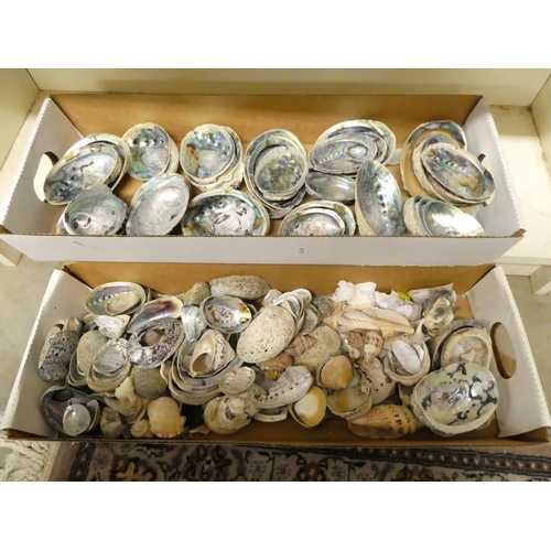 2083 - Two Boxes of Assorted Sea Shells.