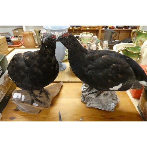 1254 - Taxidermy Specimen - Two Black Grouse on Natural Wood Plinths.