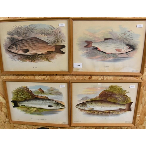 705 - 4 Prints - Carp, Roach. Grisle & Sea Trout