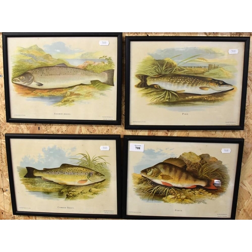 708 - 4 Prints - Salmon, Pike, Common Trout & Perch