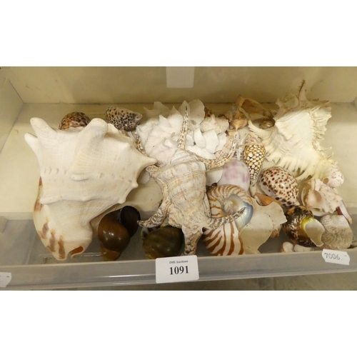 1091 - Large Box - Assorted Seashells.