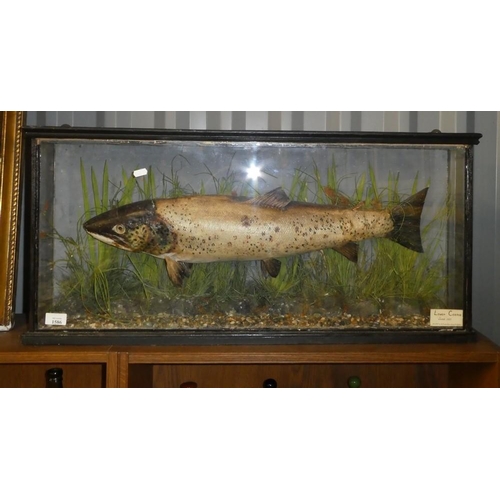 1586 - Cased Trout Specimen, Loch Corrib June 1937, approx 88cm across.