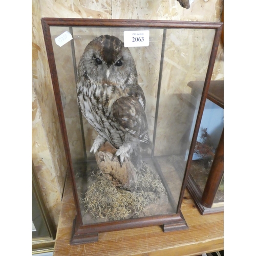 2063 - Cased Taxidermy Specimen - Tawny Owl, approx 49cm tall.