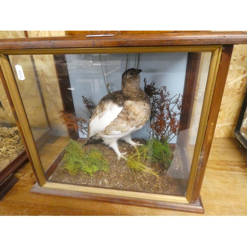 2064 - Cased Taxidermy Specimen Grouse in Semi-winter transformation, approx 34cm tall.