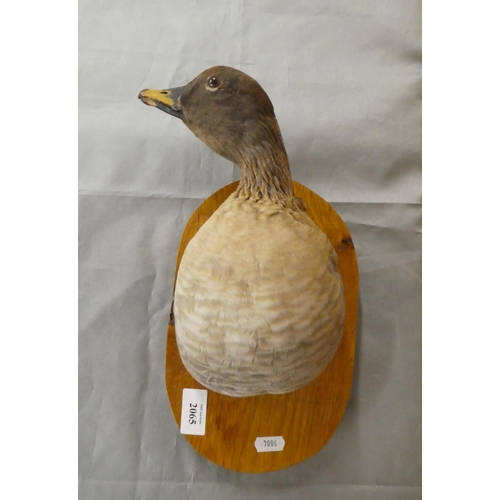 2065 - Wall Mounted Goose Bust Specimen.