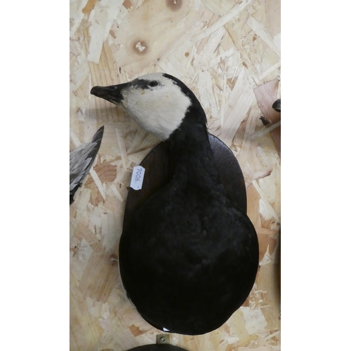 2068 - Wall Mounted Bust Taxidermy Specimen - Barnacle Goose.