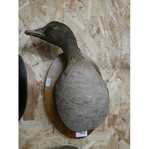 2069 - Wall Mounted Bust Taxidermy Specimen - Goose.