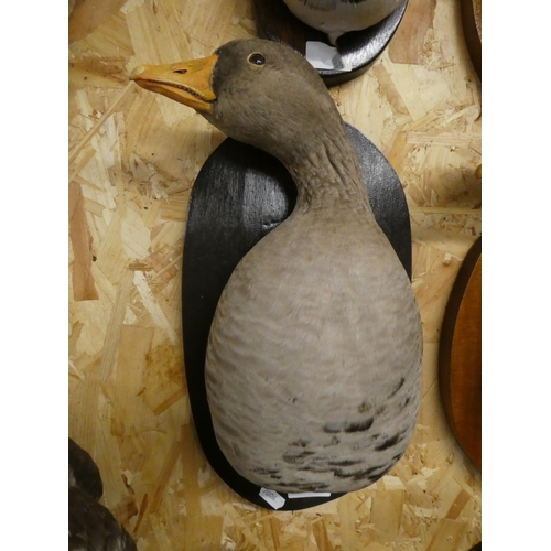 2070 - Wall Mounted Bust Taxidermy Specimen - Goose.