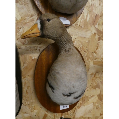 2071 - Wall Mounted Bust Taxidermy Specimen - Goose.