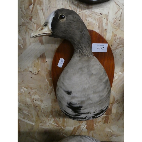 2072 - Wall Mounted Bust Taxidermy Specimen - White Fronted Goose.