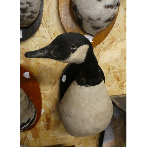 2073 - Wall Mounted Bust Taxidermy Specimen - Canada Goose.