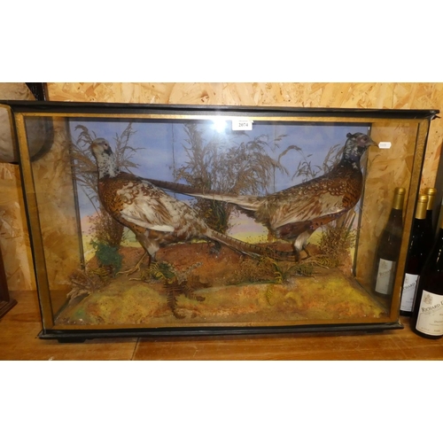 2074 - Cased Taxidermy Specimens - Two Unusually Coloured Ring-necked / Chinese Pheasants, approx 84cm acro... 