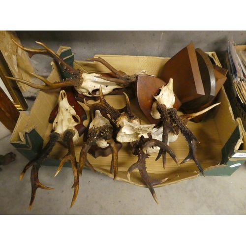 2077 - Box - Roe Deer Trophy Antlers.