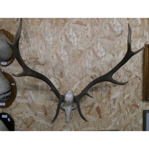 2075 - Pair of Stag Antlers.