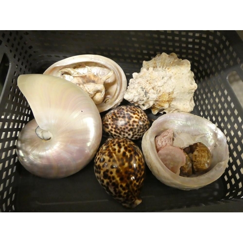 1097 - Box - Assorted Tropical Sea Shells.