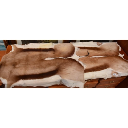 3014 - Two Springbok Skin Rugs