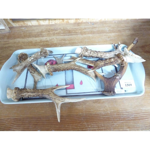 1509 - Tray Lot - Various Roe Deer Antlers.