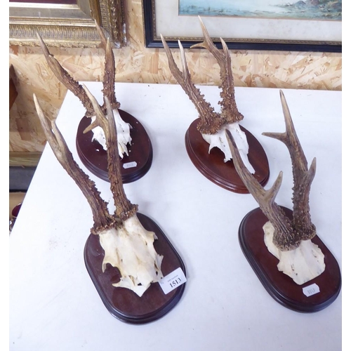 1513 - Four Mounted Roe Deer Crowns.