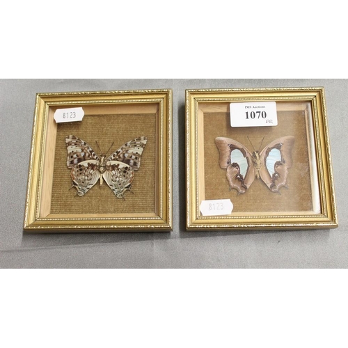 1070 - 2 Framed Butterfly Specimens