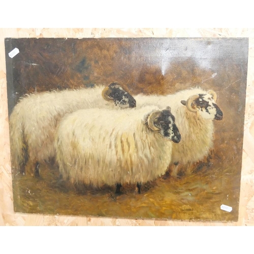 1015 - Unframed Oil Painting - Black Face Sheep, no signature, approx 52 x 40cm.