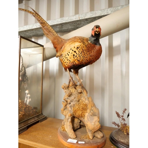 1567 - Taxidermy Specimen of a Cock Ring-Necked Pheasant.