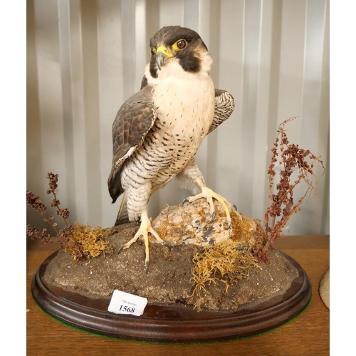 1568 - Taxidermy Specimen - Peregrine Falcon.