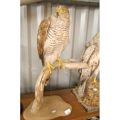 1569 - Taxidermy Specimen - Goshawk.