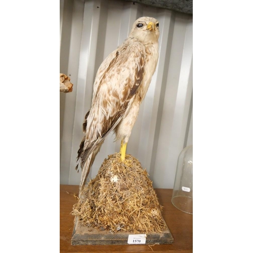 1570 - Taxidermy Specimen - Gyrfalcon.