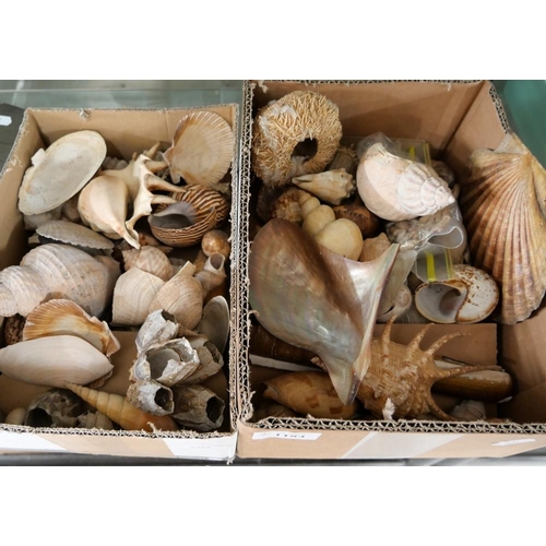 1184 - Two Boxes - Assorted Sea Shells.