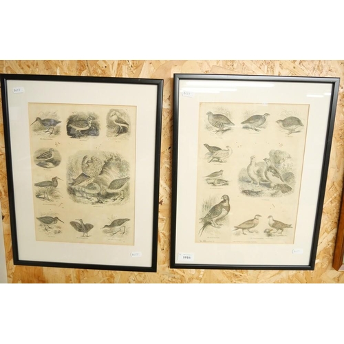 1016 - Pair Framed Book Plates - Showing Various Birds, approx. 24cm x 33cm.