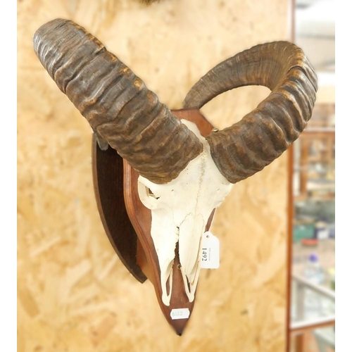 1492 - Mouflon Ram Crown on Mahogany Mount.