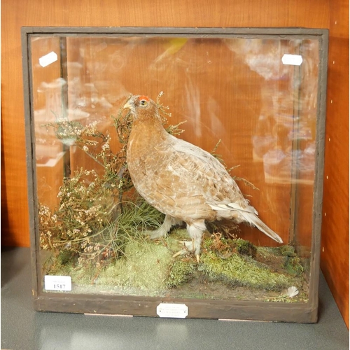 1517 - Mounted Taxidermy Specimen - Red Grouse 