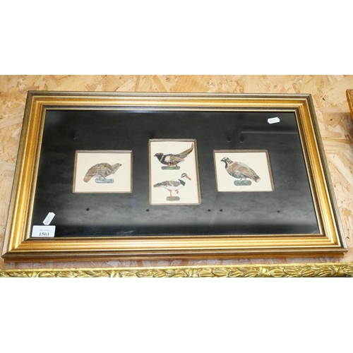 1561 - Framed Feather Collage Bird Study.