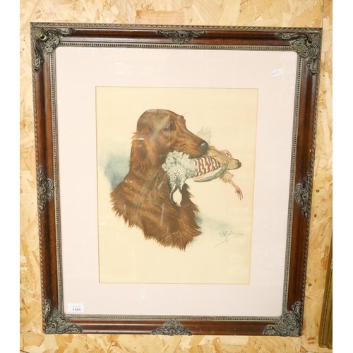 1565 - Framed Watercolour - Setter & Partridge, approx 33 x 44cm.