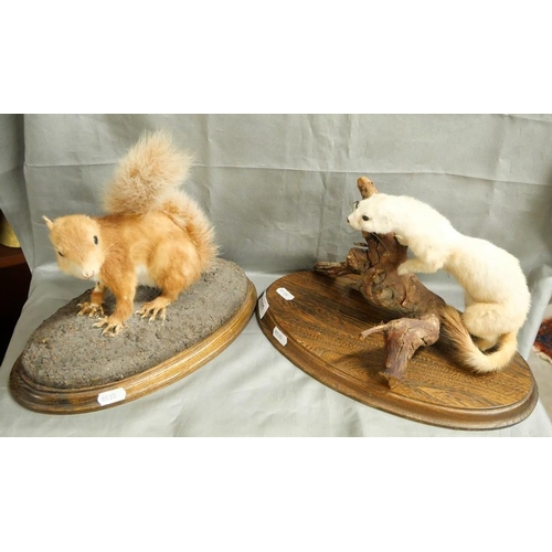 1105 - Mounted Stoat in Winter Coat & Red Squirrel.