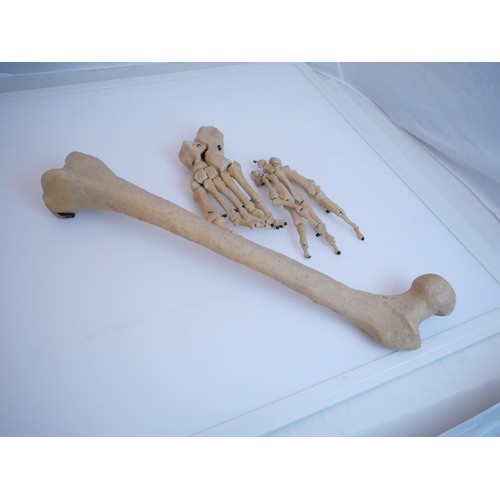 1470 - Boxed Vintage Human Skeleton Training Aid  - Single hand & foot.