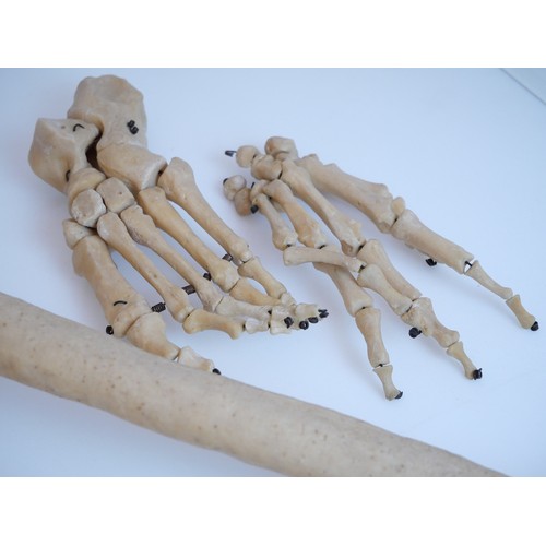 1470 - Boxed Vintage Human Skeleton Training Aid  - Single hand & foot.