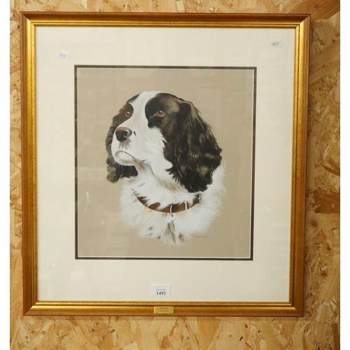 1492 - Framed Watercolour - Study of a Spaniel, approx 32 x 35cm.