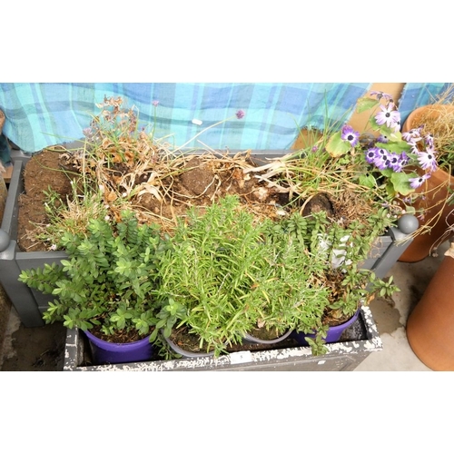 Lot 5         