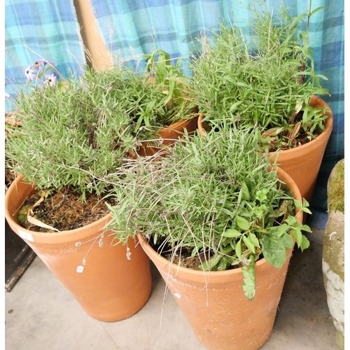 Lot 6         