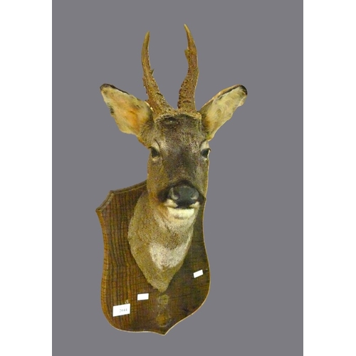 Lot 2044      