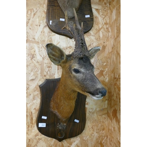 Lot 2045      