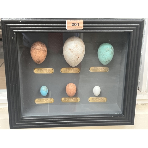 201 - Six artificial models of birds eggs in a box frame. 12½' wide