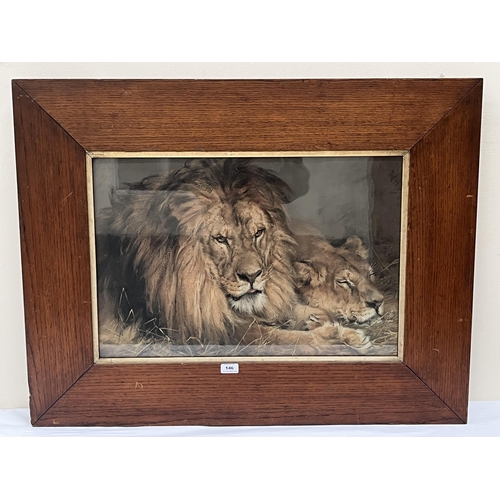 146 - AFTER EDWIN LANDSEER A print of lion and lioness in oak frame. The frame 29½' x 38'